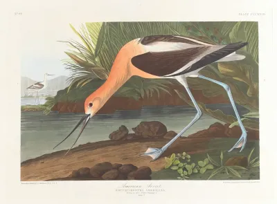 American Avocet Young In First Winter Plumage