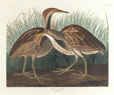 American Bittern