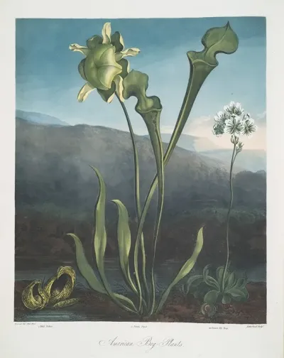 American Bog Plants I Fetid Pothos Ii Pitcher Plant Iii Venuss Fly Trap