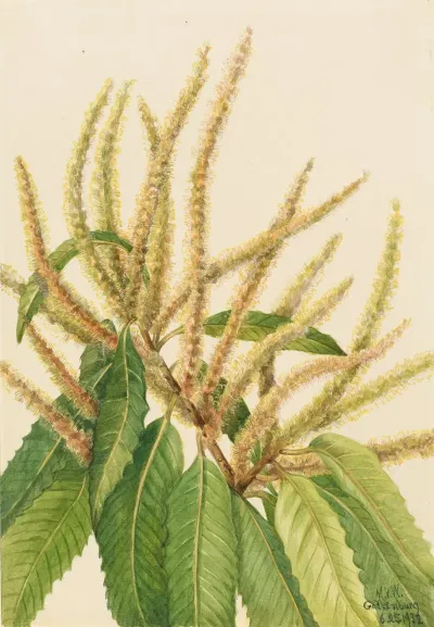 American Chestnut Castanea Dentata 2