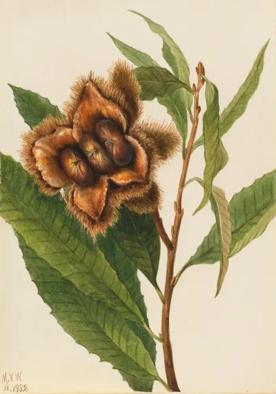 American Chestnut Castanea Dentata