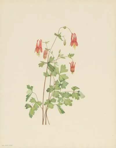 American Columbine Aquilegia Canadensis 3