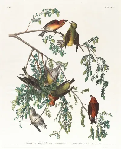 American Crossbill Male Adult 1 Young Male 2 3 Female Adult 4 Young Female 5 Hemlock