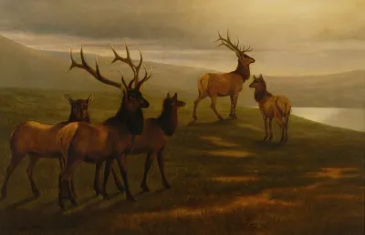 American Elk