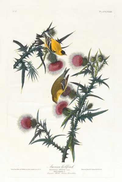 American Goldfinch 3