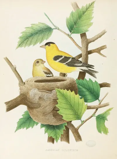 American Goldfinch
