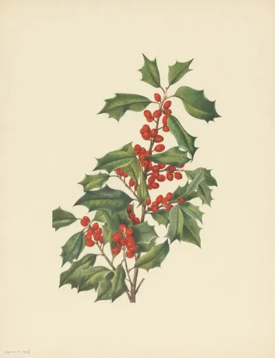 American Holly Ilex Opaca 2