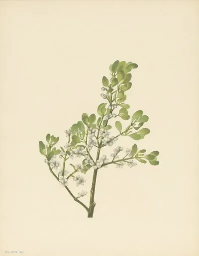 American Mistletoe Phoradendron Flavescens 3