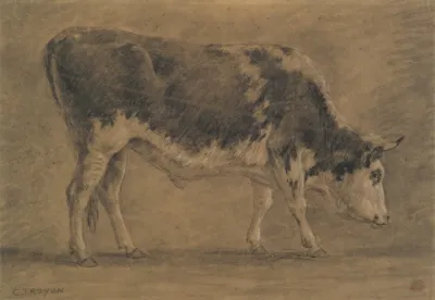 American Ox