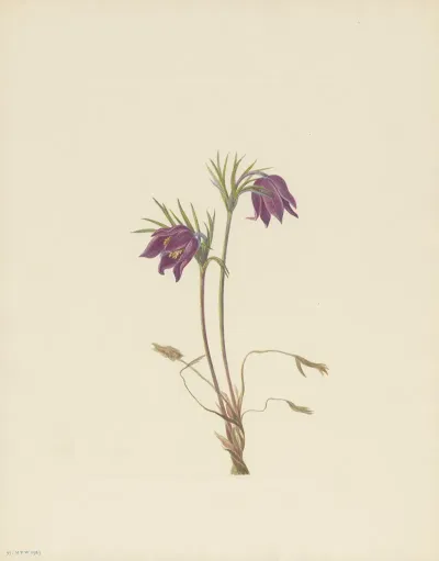 American Pasqueflower Flower Pulsatilla Ludoviciana 2