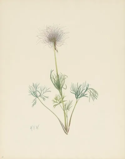 American Pasqueflower Fruit Pulsatilla Ludoviciana 2