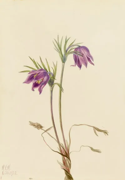 American Pasqueflower Pulsatilla Ludoviciana 2