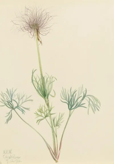 American Pasqueflower Pulsatilla Ludoviciana