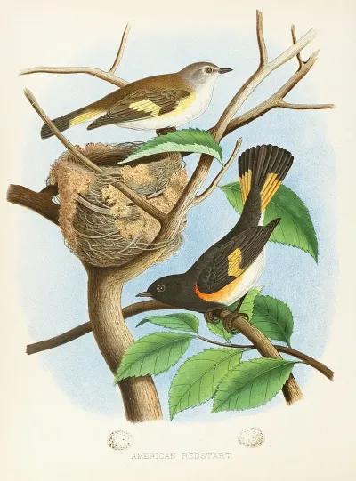 American Redstart