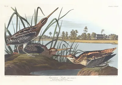American Snipe