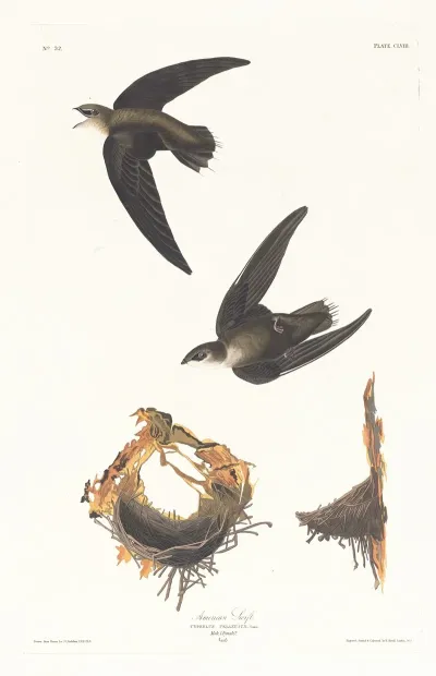 American Swift