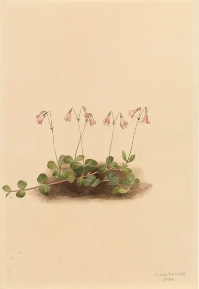 American Twinflower Linnaea Borealis Americana 2