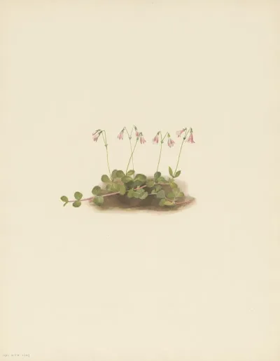 American Twinflower Linnaea Borealis Americana 3