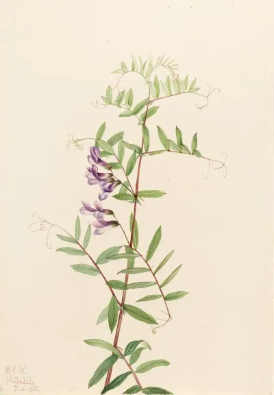 American Vetch Vicia Americana 2