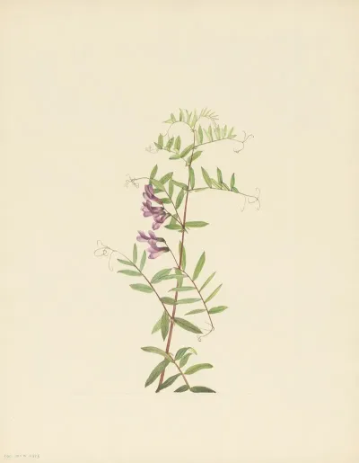 American Vetch Vicia Americana 3