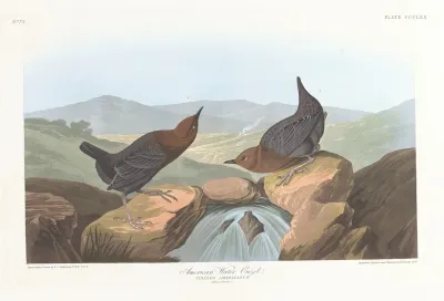 American Water Ouzel