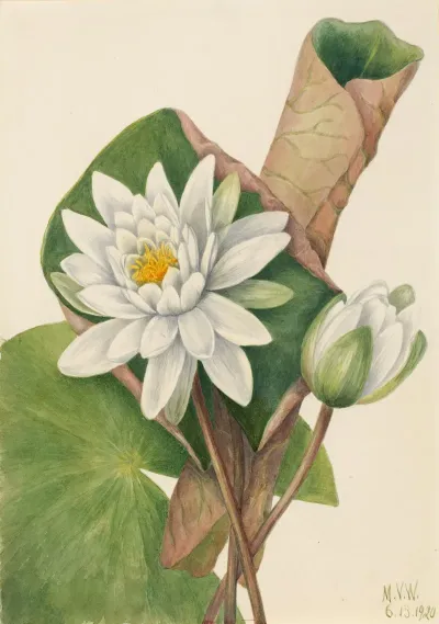 American Waterlily Castalia Odorata 2