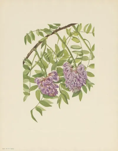 American Wistaria Kraunhia Frutescens 2