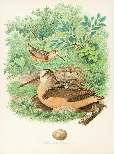 American Woodcock