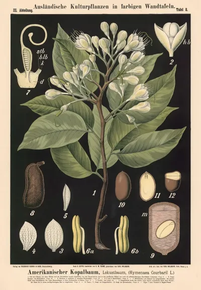 Amerikanischer Kopalbaum Lokustbaum Hymenaea Cour Baril L