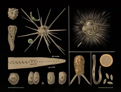 Amoeba Rotalia Difflugia Gregarina