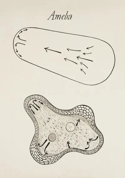 Amoeboid Movement In An Amoeba