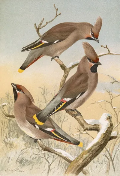 Ampelis Garrulus