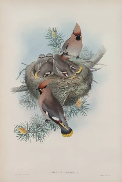 Ampelis Garullus Waxsen Chatterer