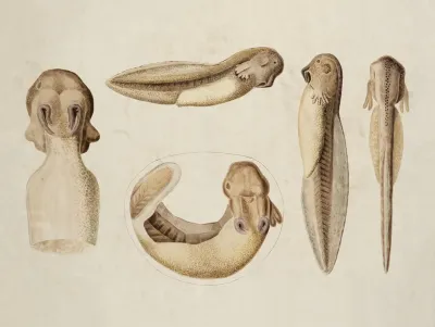 Amphibian Larva 2