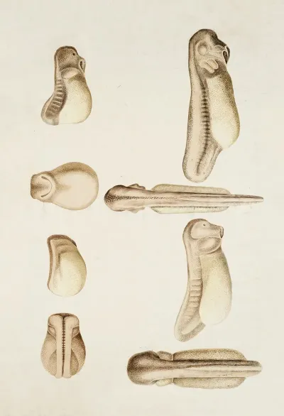 Amphibian Larva