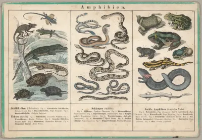 Amphibien