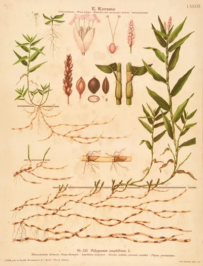 Amphibious Polygonum