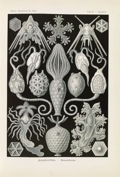 Amphoridea Urnensterne