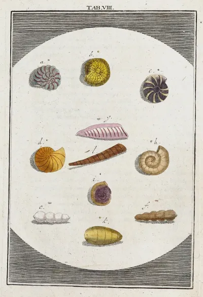 Amusement Microscopique Tant Pour Lesprit Que Pour Les Yeux Pl 009