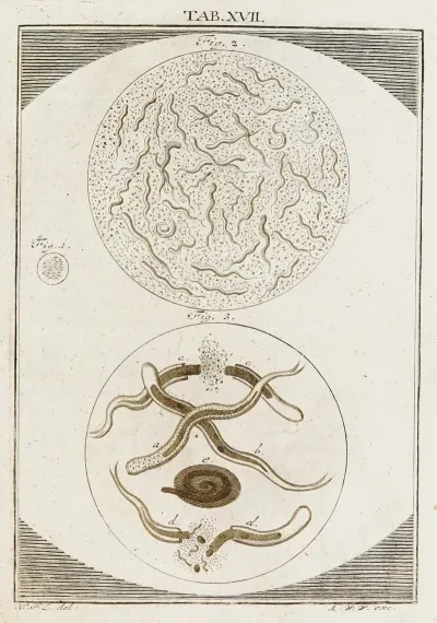 Amusement Microscopique Tant Pour Lesprit Que Pour Les Yeux Pl 018