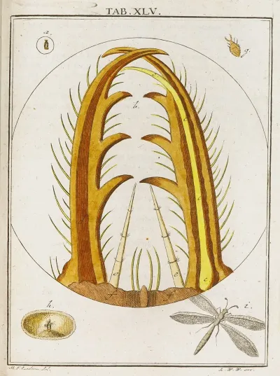 Amusement Microscopique Tant Pour Lesprit Que Pour Les Yeux Pl 045