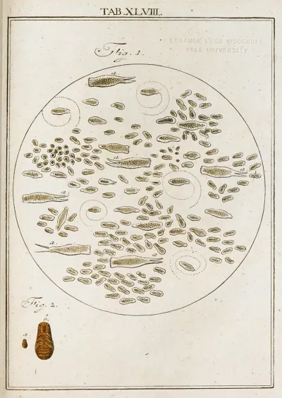 Amusement Microscopique Tant Pour Lesprit Que Pour Les Yeux Pl 048