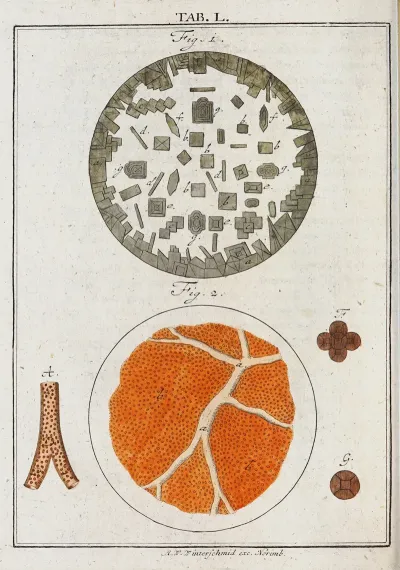 Amusement Microscopique Tant Pour Lesprit Que Pour Les Yeux Pl 050