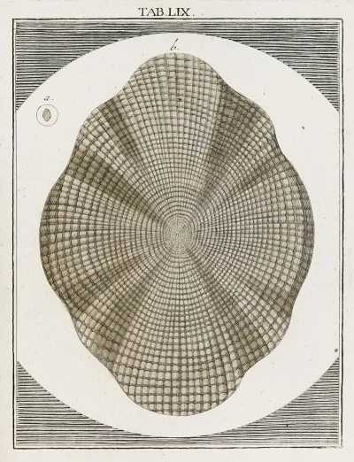 Amusement Microscopique Tant Pour Lesprit Que Pour Les Yeux Pl 059