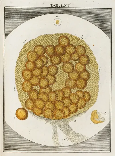 Amusement Microscopique Tant Pour Lesprit Que Pour Les Yeux Pl 061