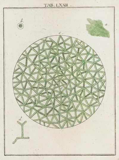 Amusement Microscopique Tant Pour Lesprit Que Pour Les Yeux Pl 072