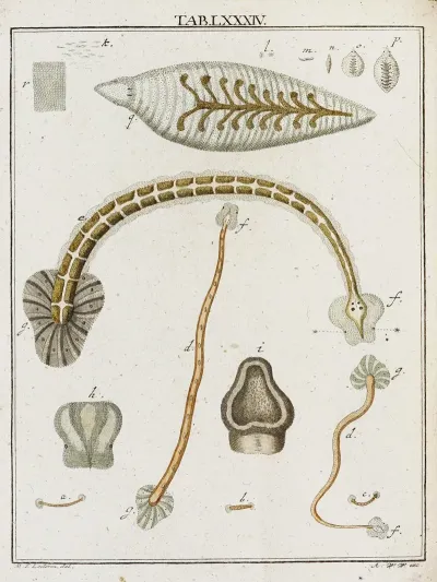Amusement Microscopique Tant Pour Lesprit Que Pour Les Yeux Pl 084