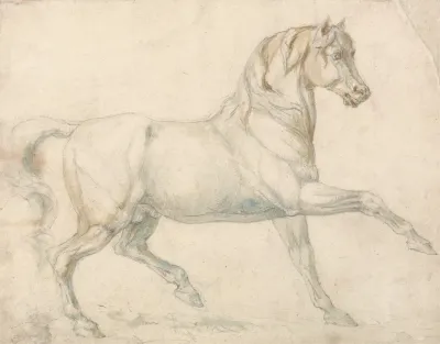An Arabian Stallion Walking To Right
