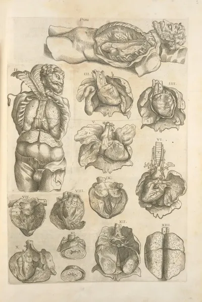 An Atomy Of The Male Body