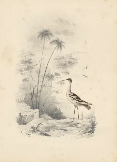 An Avocet